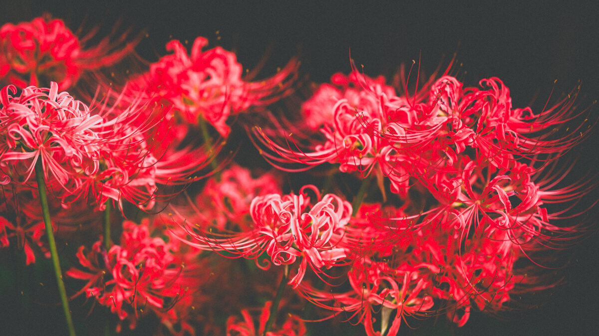Tsuguhiro Togano Photography